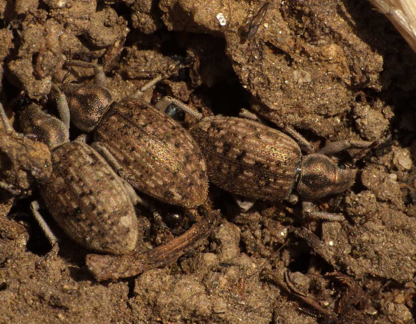 Piccoli Curculionidae sotto una pietra: Cycloderes sp.